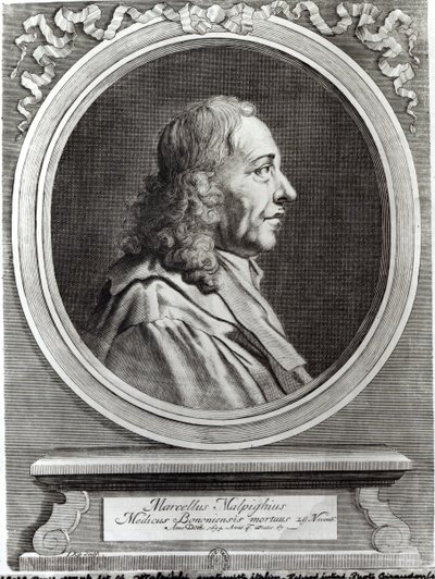 Marcello Malpighi aged 67 by Johannes Kip